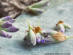 Cuochi, speziali, profumieri. Appropriazioni. Speziali Fiorentini