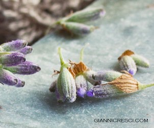 Cuochi, speziali, profumieri. Appropriazioni. Speziali Fiorentini